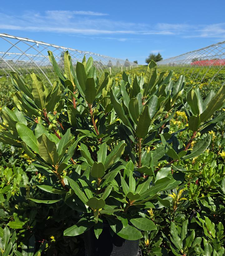 Rhododendron maximum Roseum