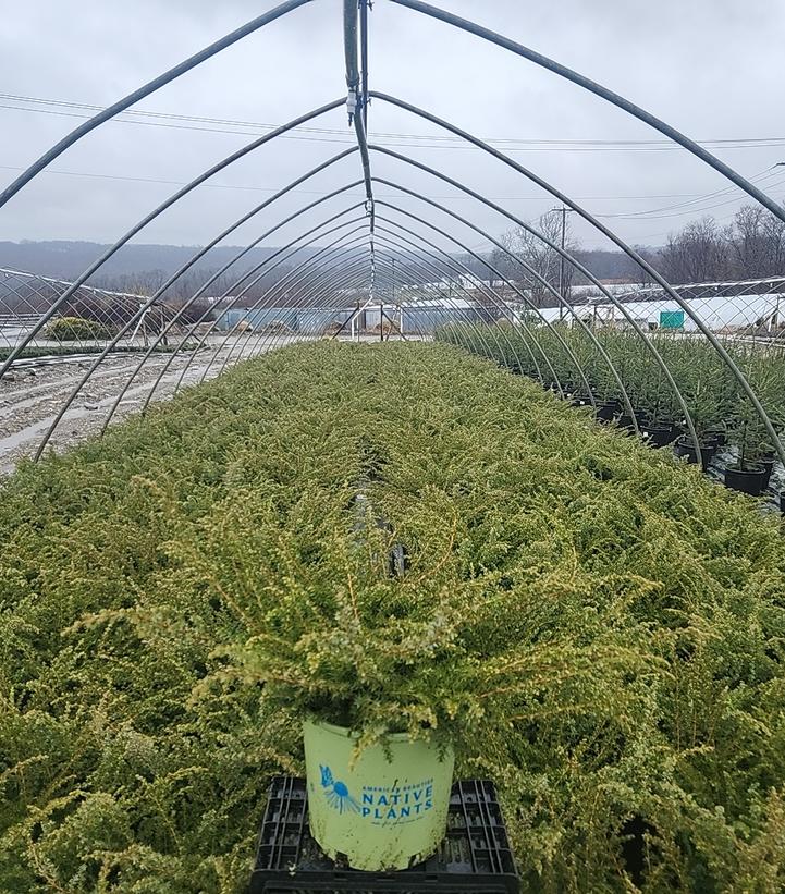 Juniperus communis var. depressa Blueberry Delight®