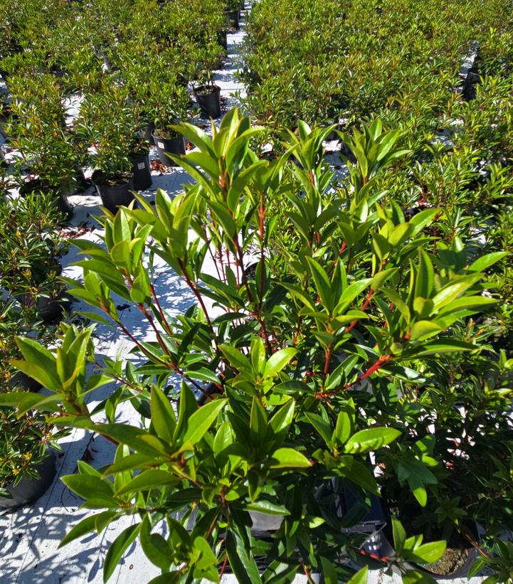 Kalmia latifolia Kaleidoscope