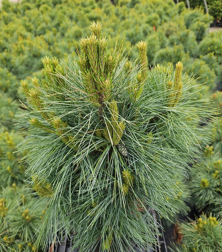 Pinus strobus Connecticut Slate
