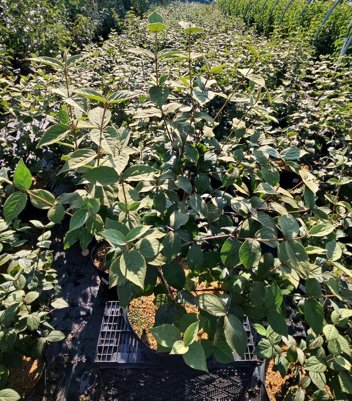 Viburnum carlesii 