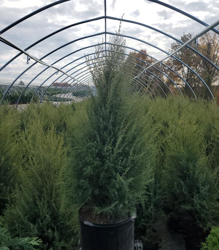 Juniperus communis Gnom