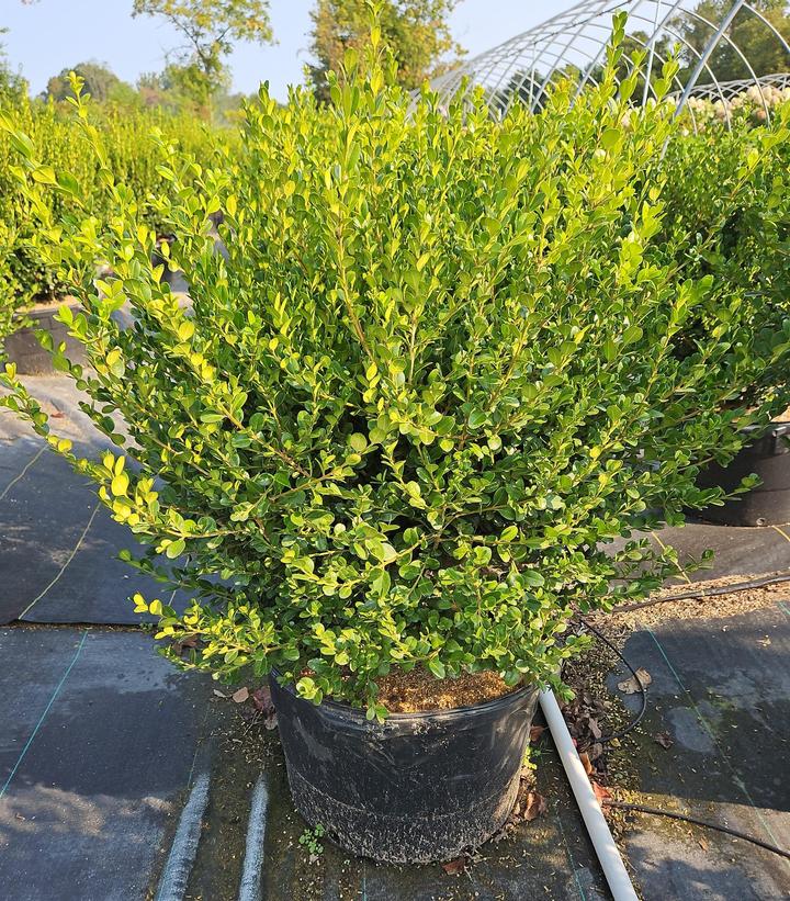 Buxus microphylla var. japonica 'Winter Gem'