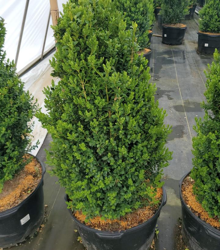 Buxus sempervirens x sinica var. insularis 'Green Mountain'