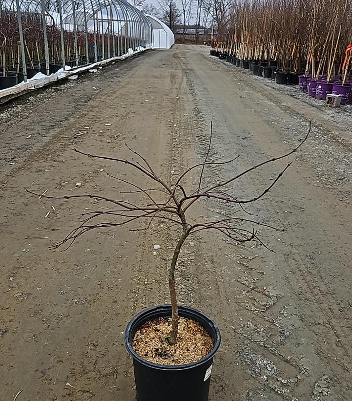 Acer palmatum dissectum 'Crimson Queen'