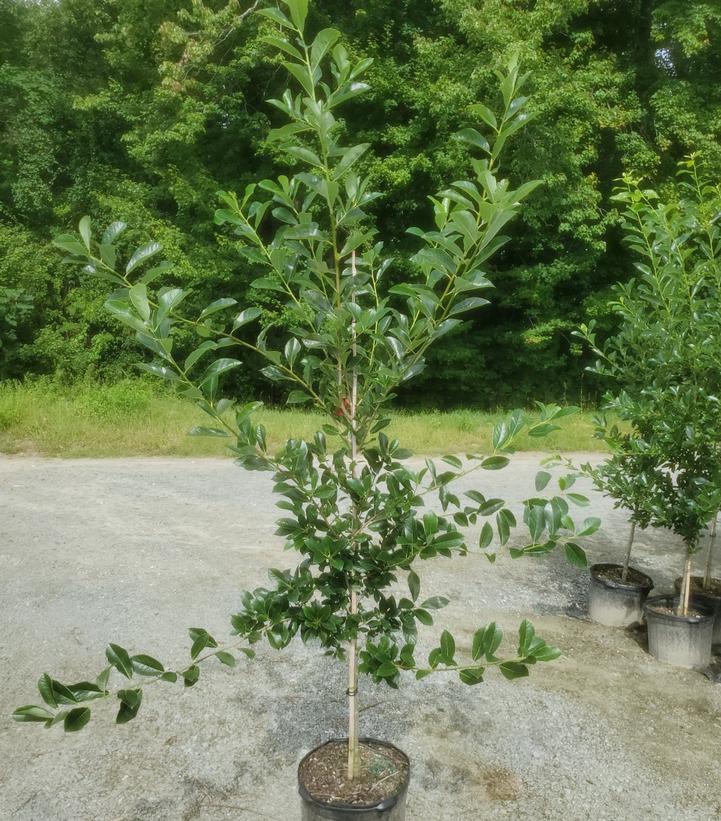 Nyssa sylvatica Green Gable™