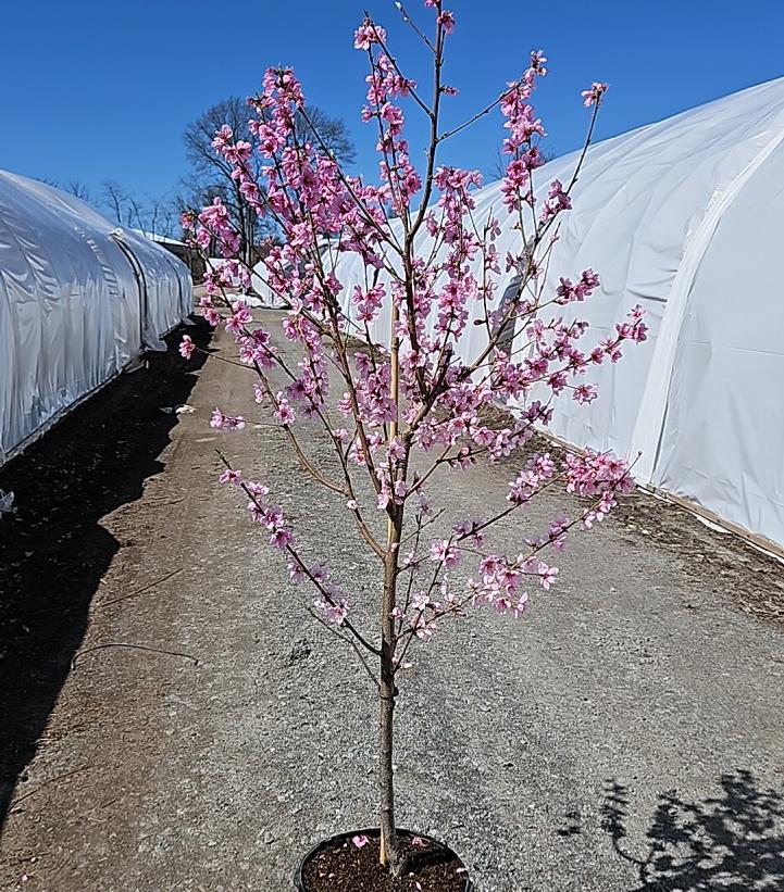Prunus Arctic Glo