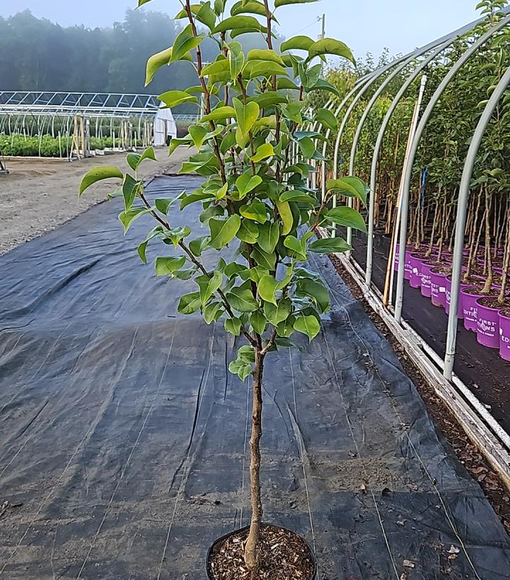 Pyrus pyrifolia 'Shinseiki'