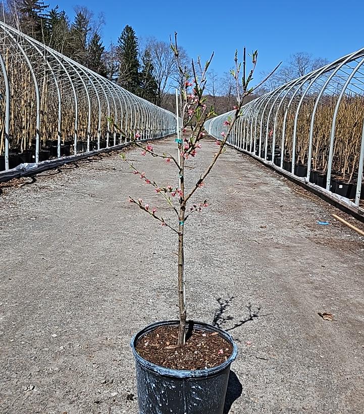 Prunus X Redhaven