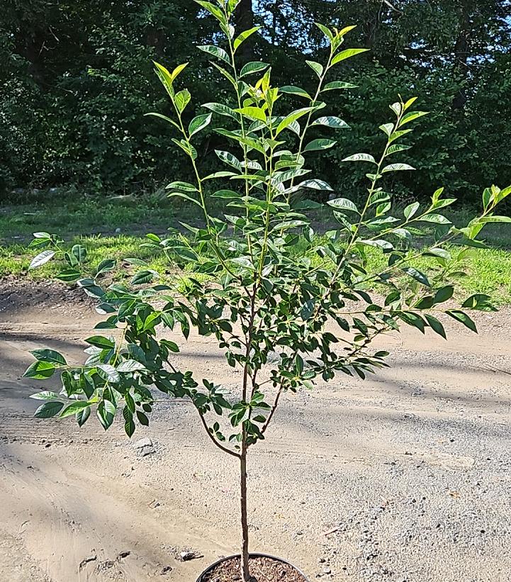 Prunus X 'North Star'