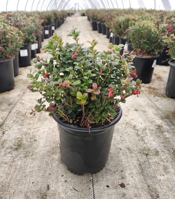 Vaccinium vitis-idaea 'Red Candy'