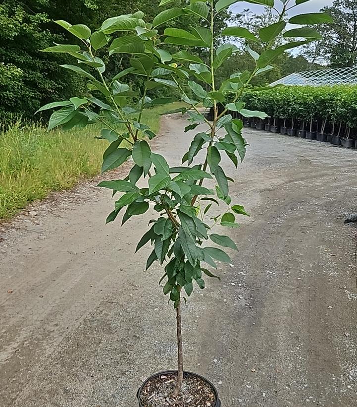 Prunus 'Rainier'