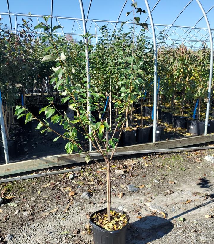 Prunus x domestica 'Green Gage'