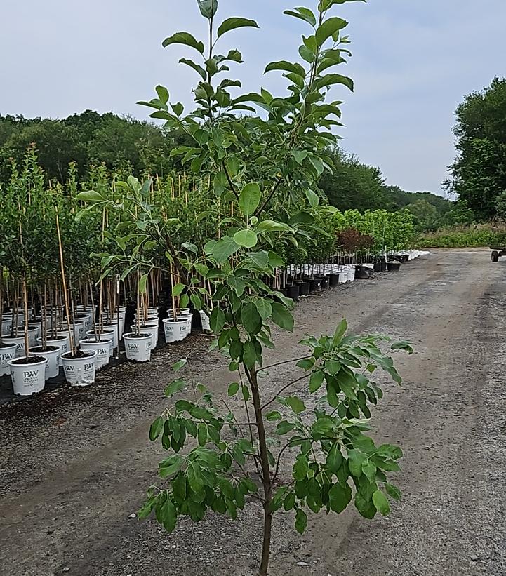 malus Granny Smith