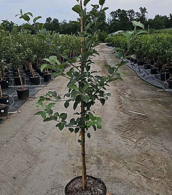 Malus Empire