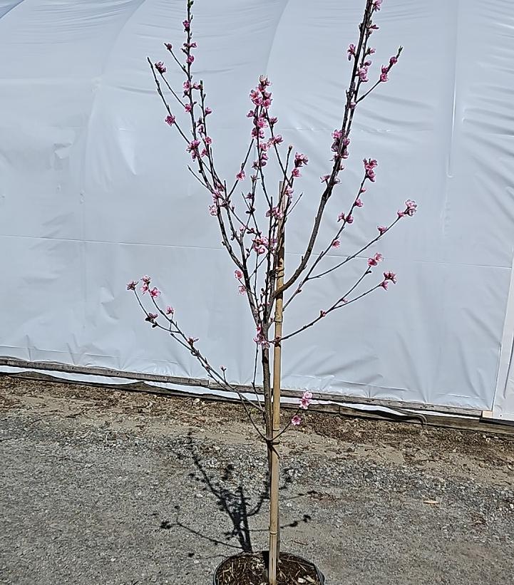 Prunus X Independence
