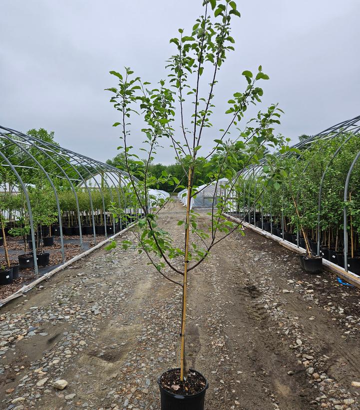 Malus X Fuji