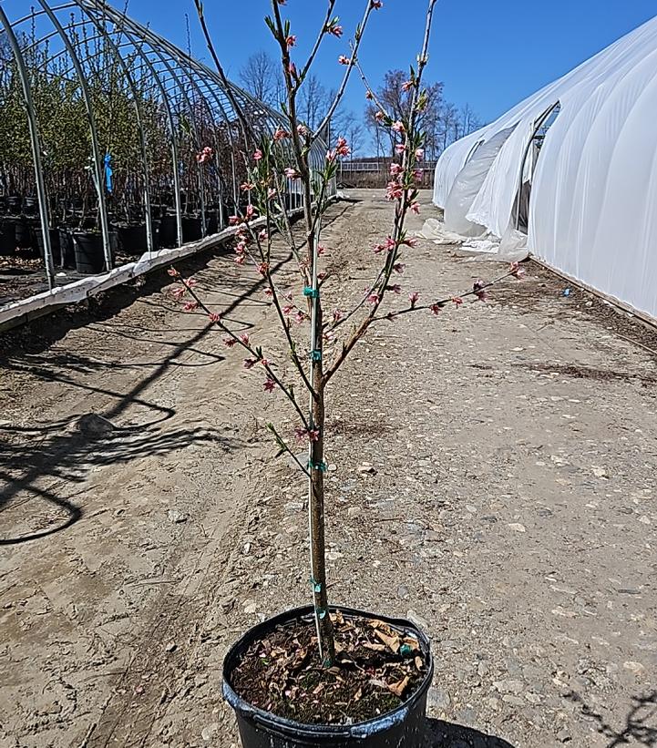 Prunus Contender