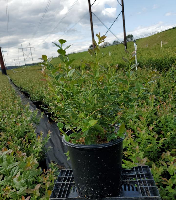 Vaccinium corymbosum 'Blueray'