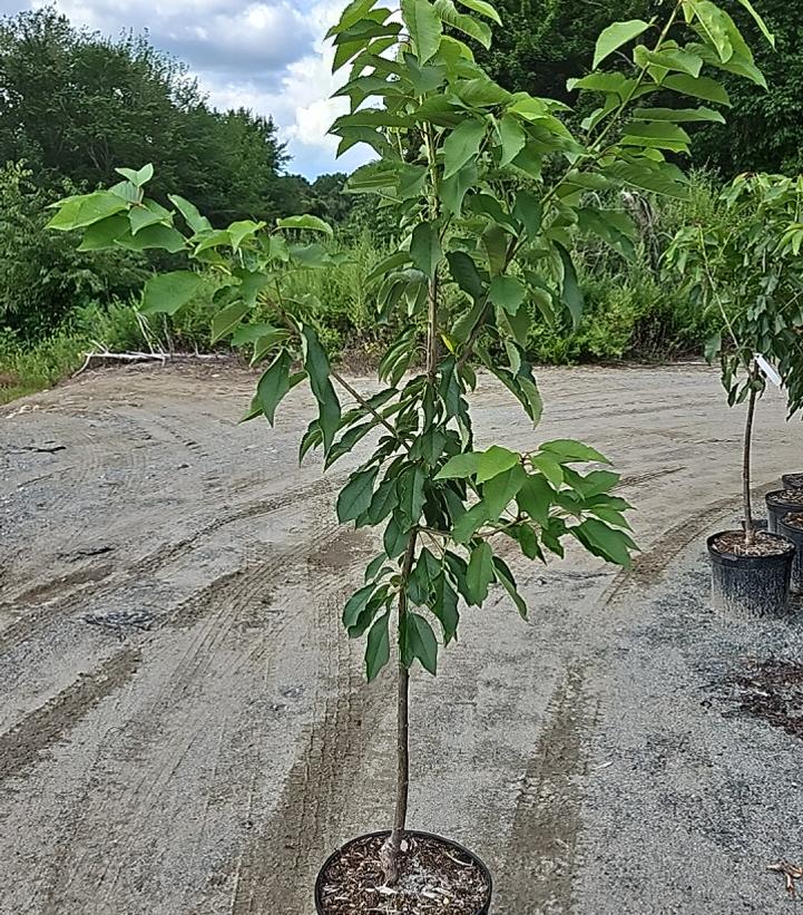 Prunus X 'Stella'