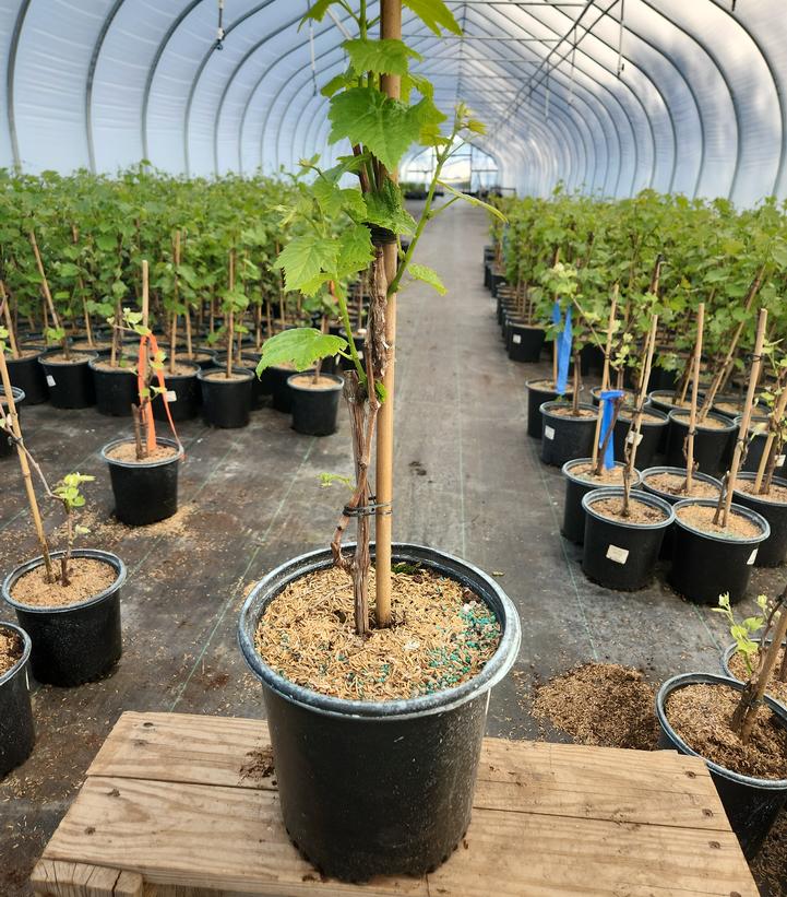 Vitis vinifera 'Lakemont'