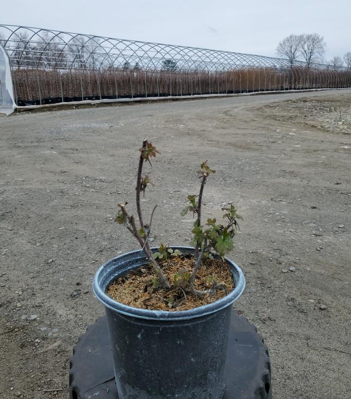 Rubus Caroline