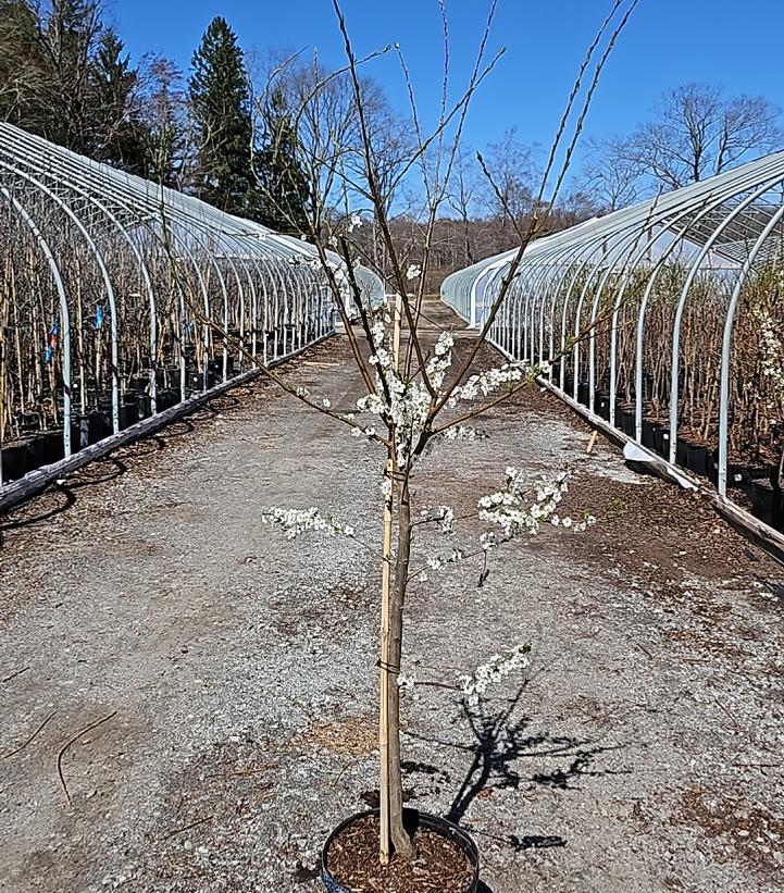 Prunus Shiro