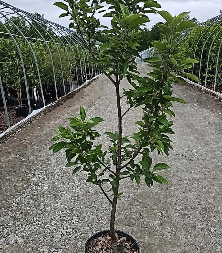 Malus X Red Delicious
