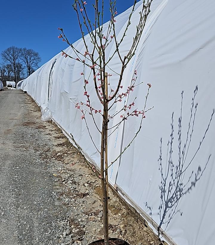 Prunus persica Canadian Harmony