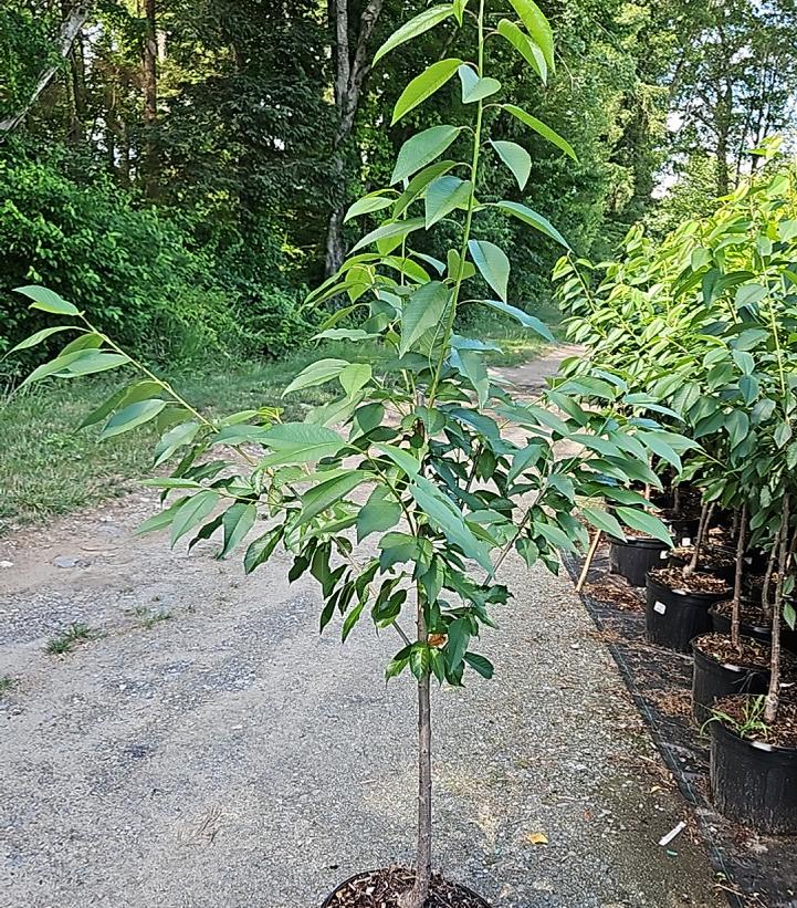 Prunus avium 'Black York'