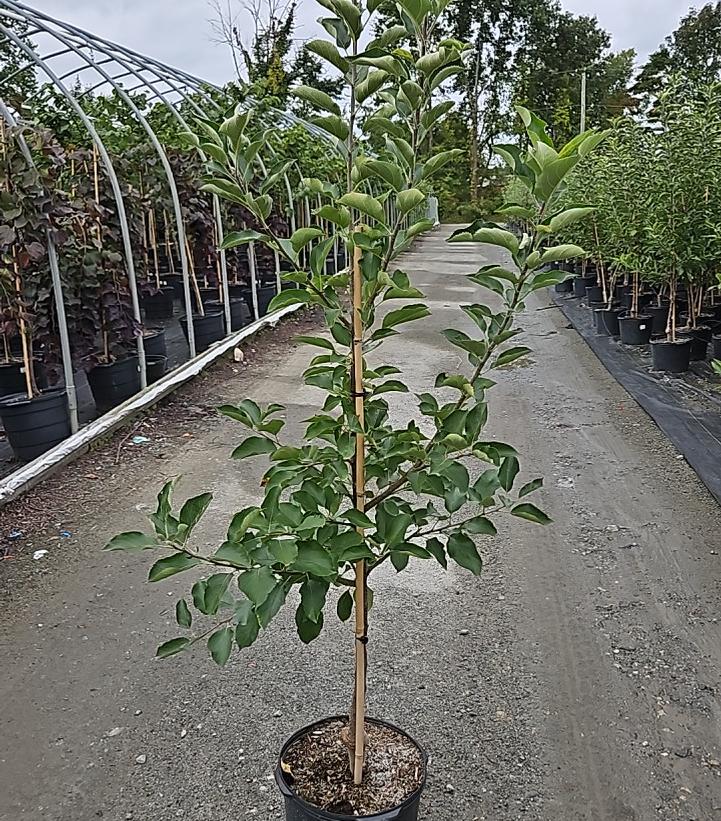Malus Crispin