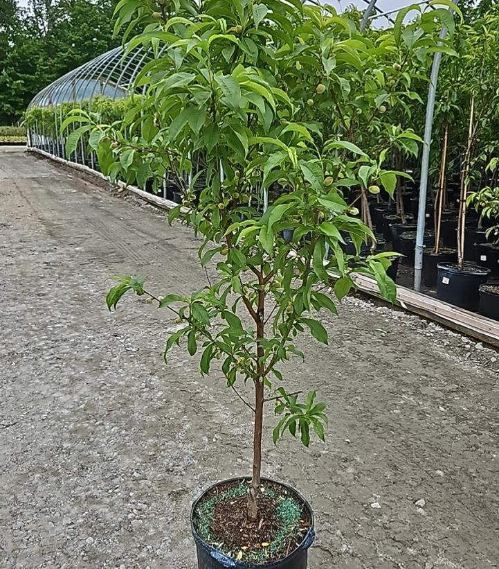 Prunus X Elberta
