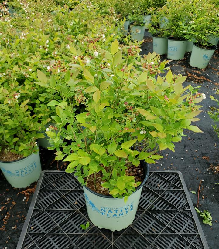 Vaccinium corymbosum 'Northland'