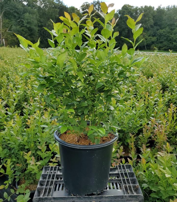 Vaccinium corymbosum 'Bluecrop'