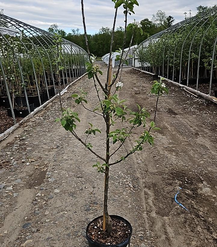Malus X Macoun