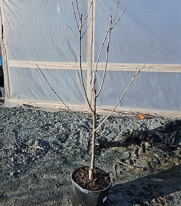 Prunus X 'Bing'