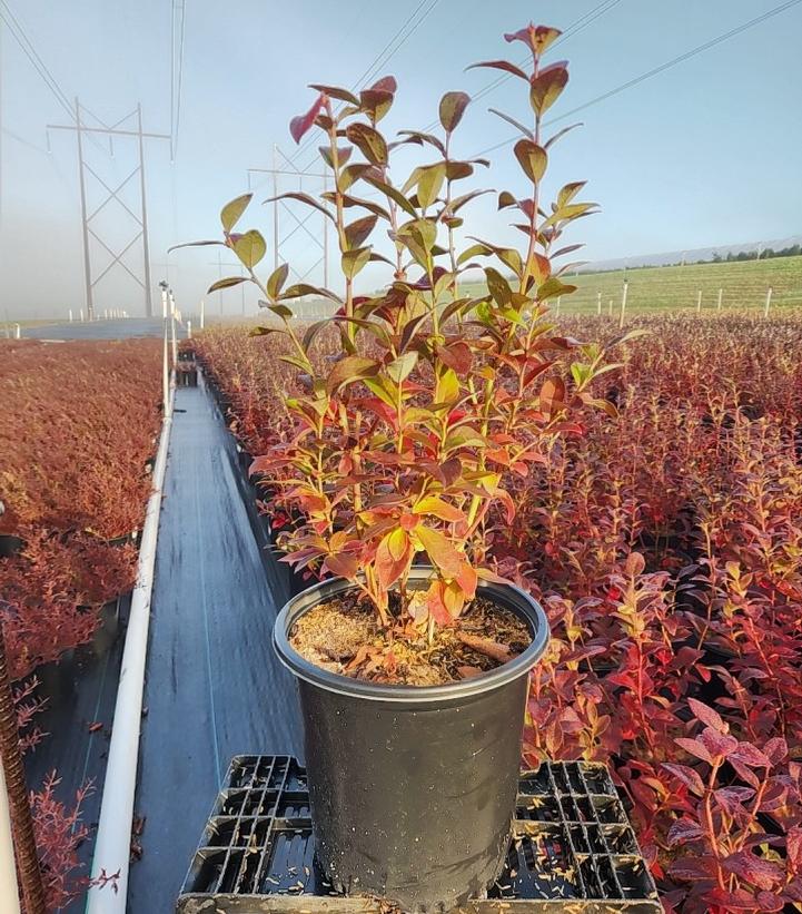 Vaccinium corymbosum 'Earliblue'