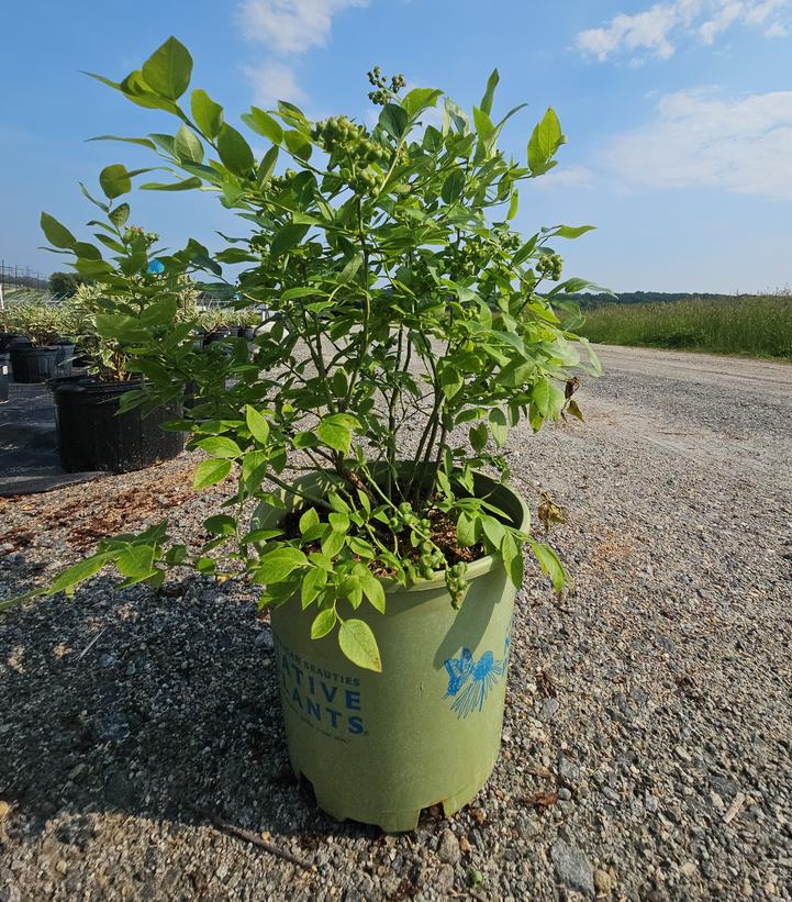 Vaccinium corymbosum 'Northland'