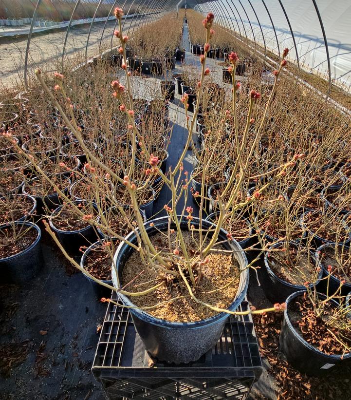 Vaccinium corymbosum 'Blueray'