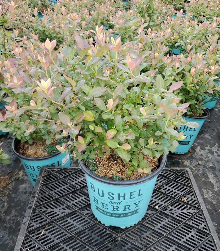 Vaccinium corymbosum hybrid Bushel and Berry® Pink Icing®