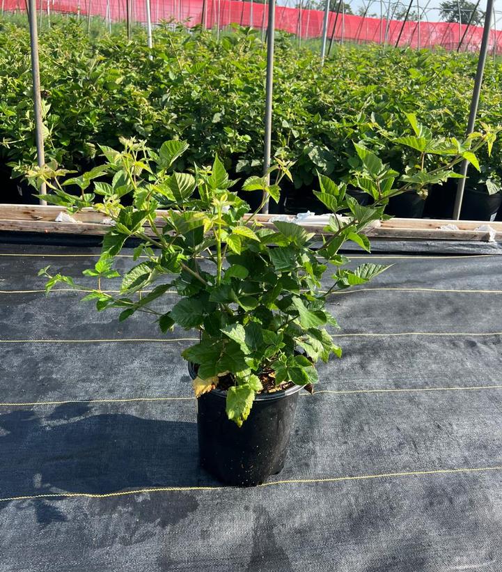 Rubus fruticosus 'Chester'