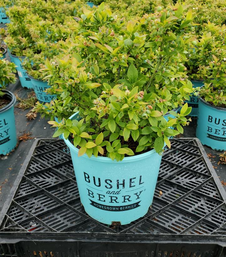 Vaccinium corymbosum hybrid Bushel and Berry™ Bushel and Berry® Jelly Bean®