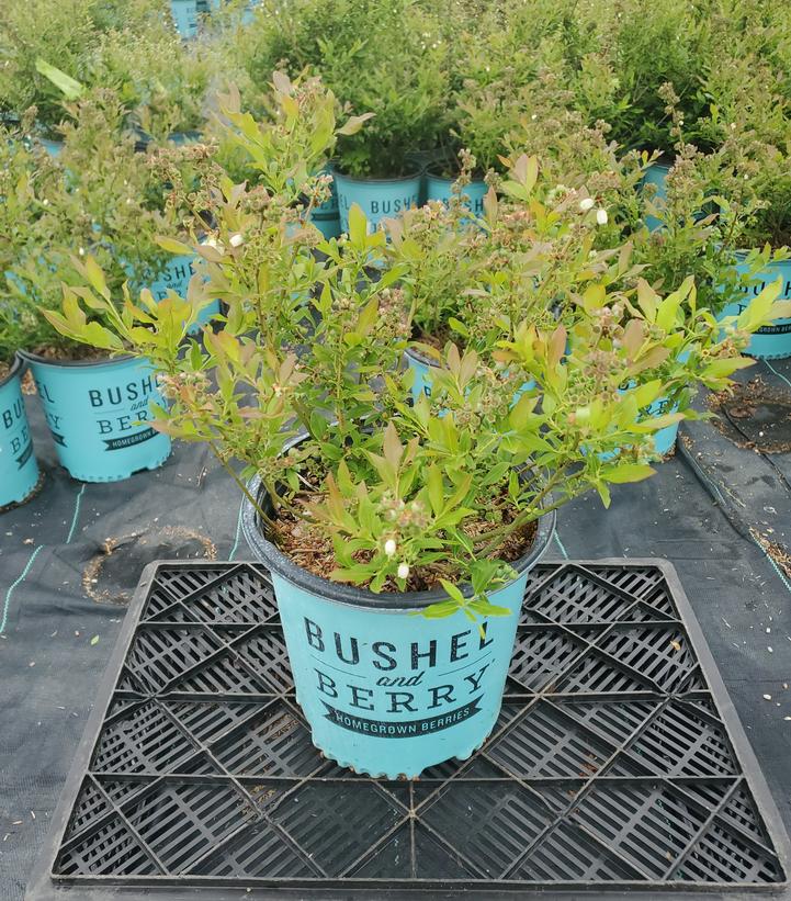 Vaccinium x Bushel and Berry™ 'Perpetua'
