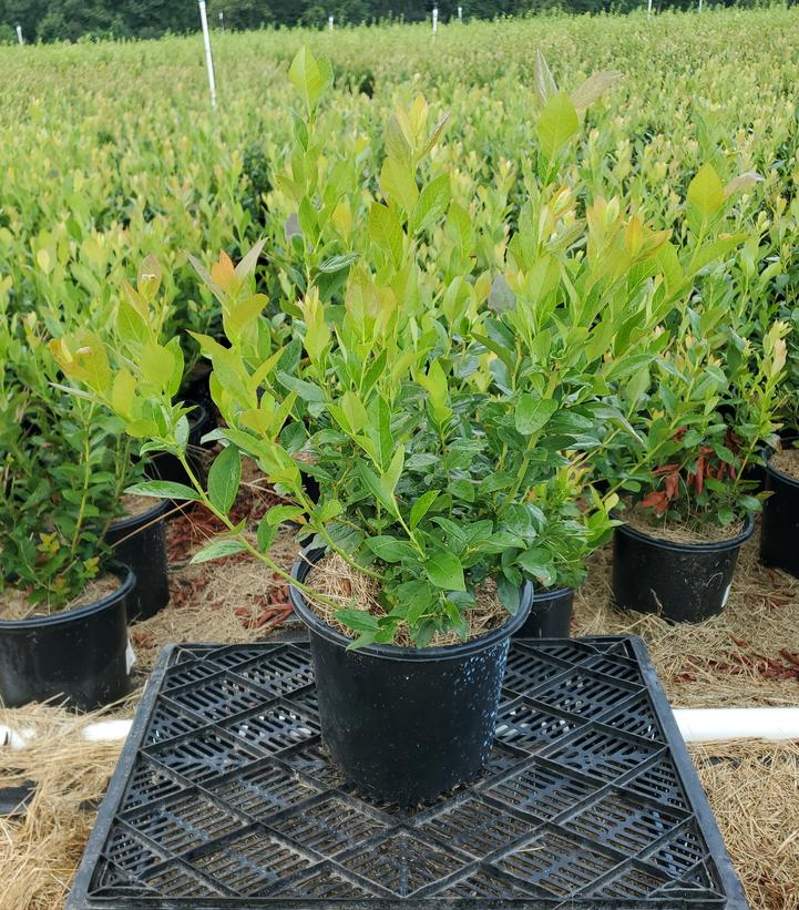 Vaccinium corymbosum 'Patriot'