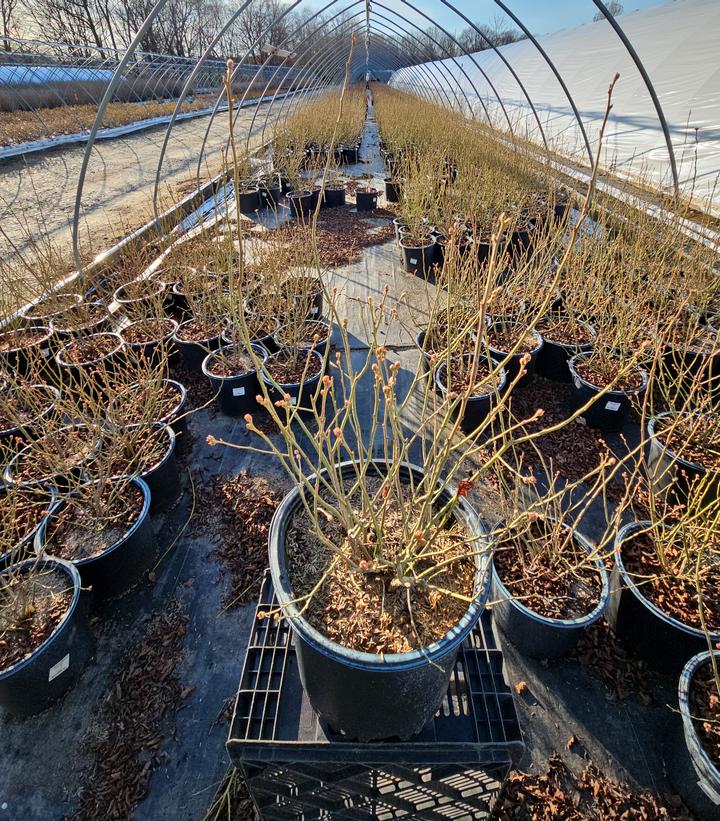 Vaccinium corymbosum 'Bluecrop'