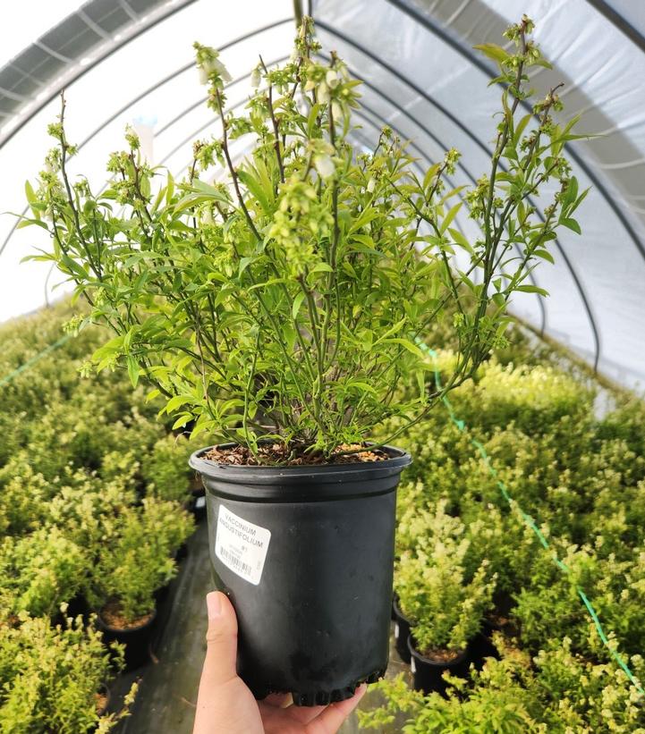 Vaccinium angustifolium 