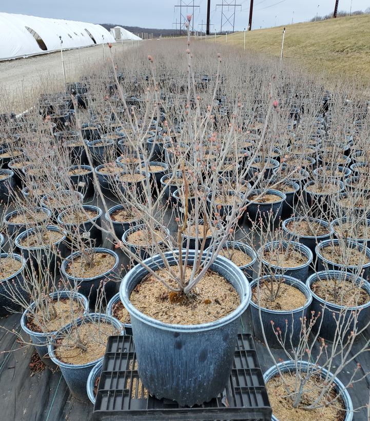 Vaccinium corymbosum 'Patriot'
