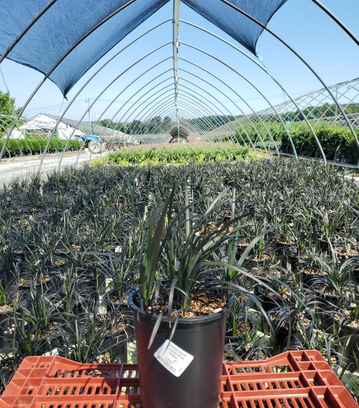 Ophiopogon planiscapus Nigra