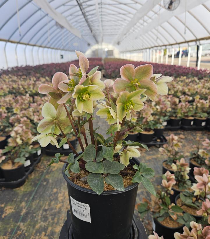 Helleborus Ivory Prince