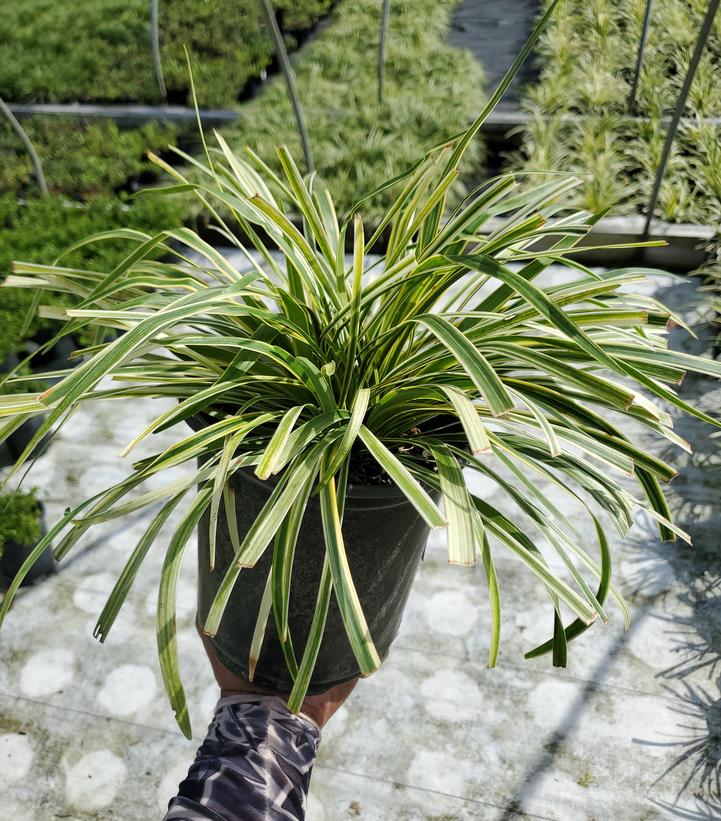 Liriope muscari 'Variegata'
